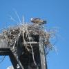 Osprey nest near the Flamingo marina